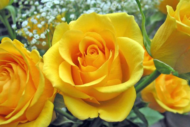 Yellow Roses