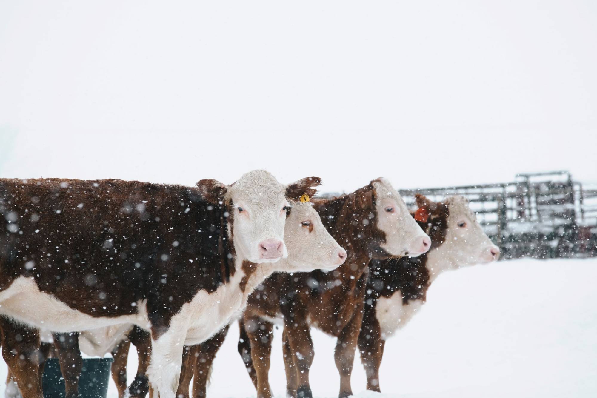 80th Annual Winter Farm Show