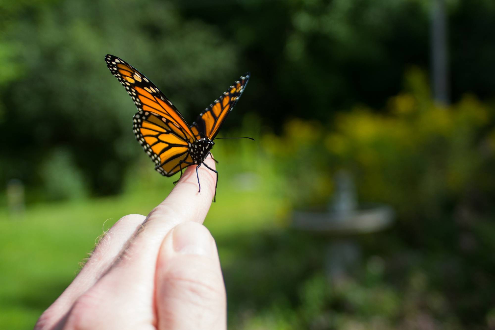 Butterfly Release