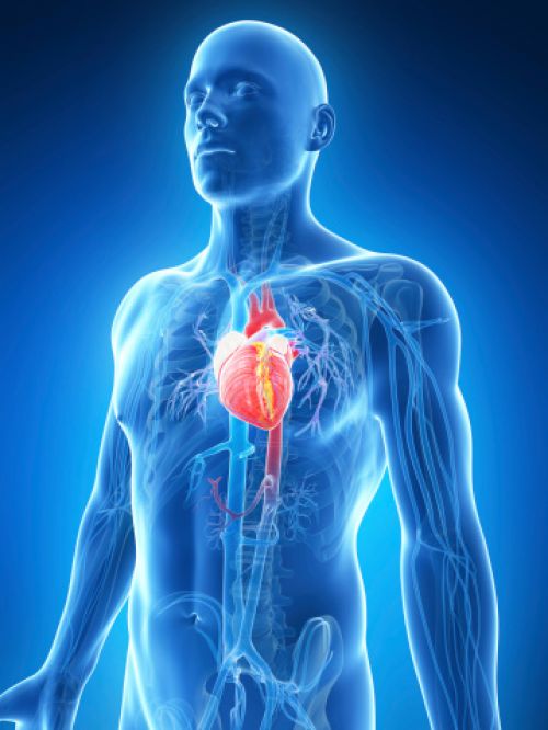 Varying Heart Attack Symptoms for Men and Women